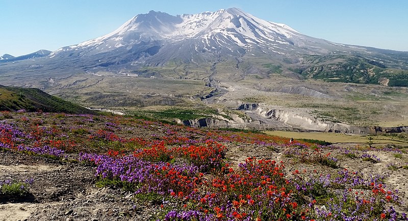 800px-Wildflower_season_at_Mt._St._Helens_National_Monument.jpg