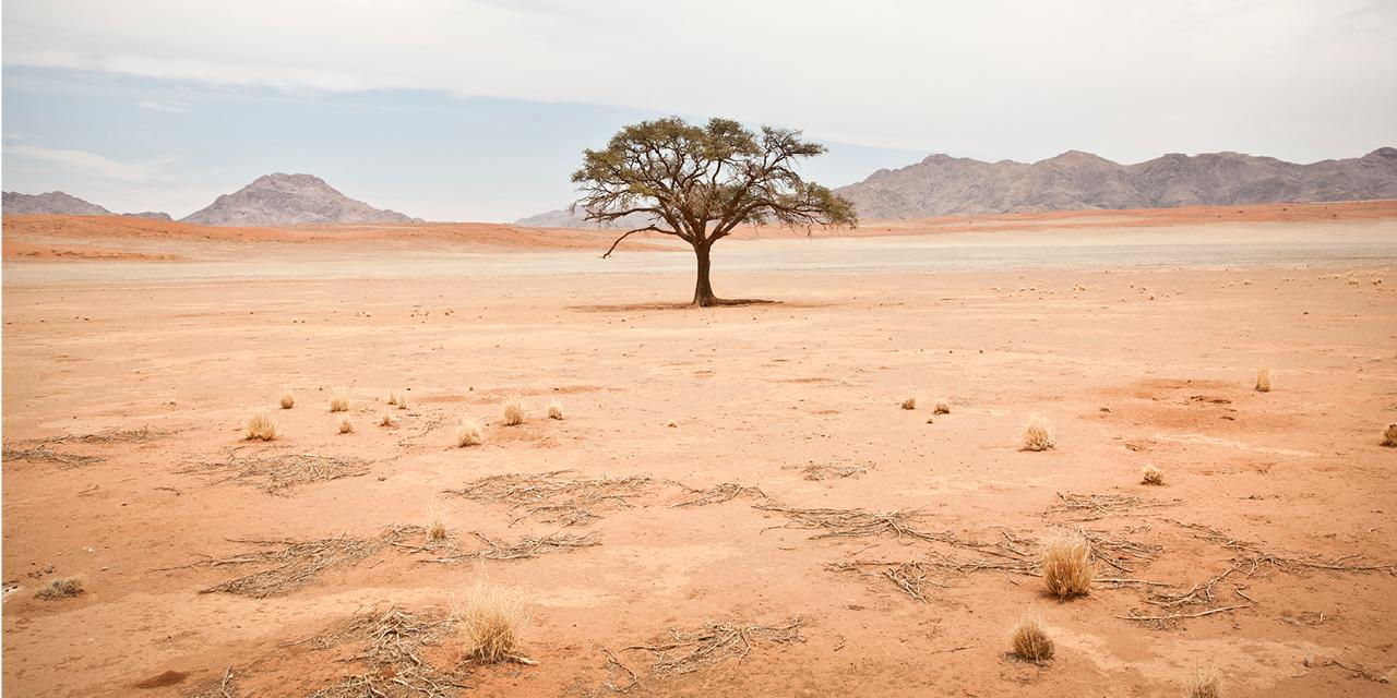 photo of tree in desert