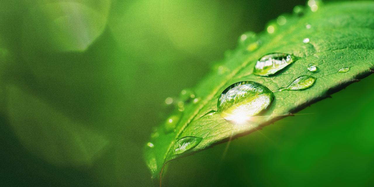 Leaf with water droplets