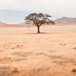 photo of tree in desert