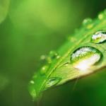Leaf with water droplets